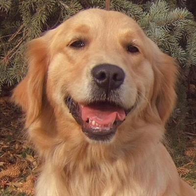 What Kind Of Dog Should I Get?