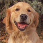What Kind Of Dog Should I Get?