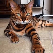 Eres Realmente Un Gato Guapo?