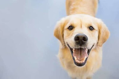Quelle Chien Et Tu ?