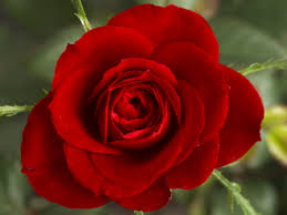 What Is Your Birth Flower?