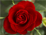 What Is Your Birth Flower?