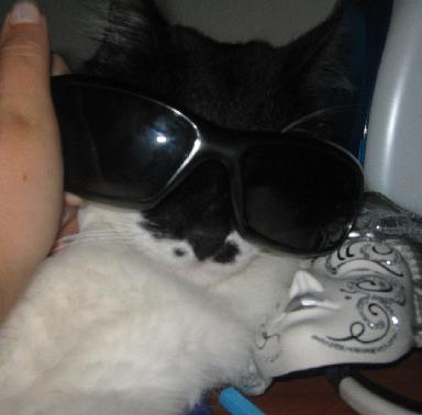 Which One Of Katyas Cats Are You?