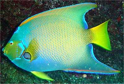 Which Fish Are You?