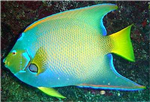 Which Fish Are You?
