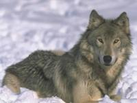 Qual È Il Tuo "Spirito Animale"?