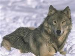 Qual È Il Tuo "Spirito Animale"?