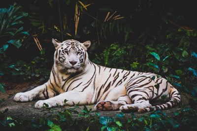 Que Animal Serias?