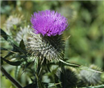 ♫ Shona's Celtic Images