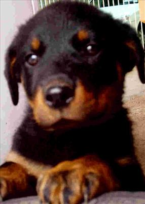 ¿Que Animal Pudiste Ver Sido?
