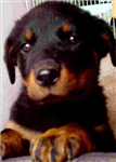 ¿Que Animal Pudiste Ver Sido?