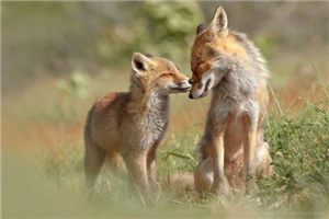 What Type Of Fox Are You?