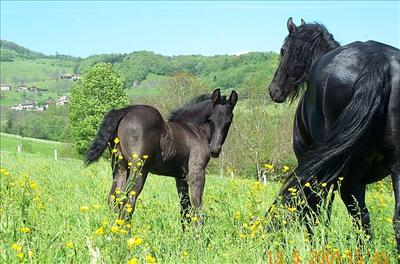 Quel Cheval Aimerais - Tu Être ? :)