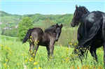 Quel Cheval Aimerais - Tu Être ? :)