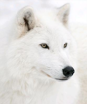What Kind Of Wolf Are You?