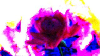 rose