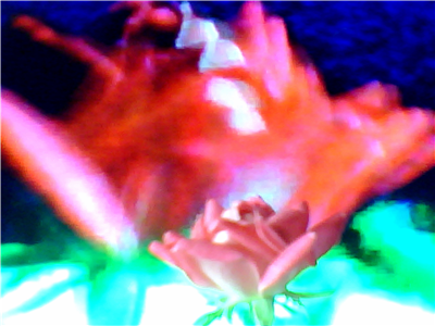 rose