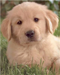 Puppy Love