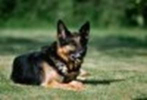 Hangi Köpek Cinsi Sana Göre ?