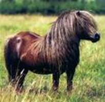 What Breed Of Horse Are You??