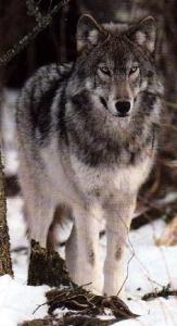 What Do You Look Like As A Werewolf (Girls Only)