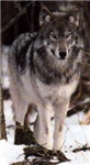 What Do You Look Like As A Werewolf (Girls Only)