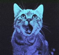 Gatos Con Swag