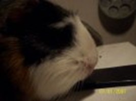 Är Du Katt Eller Marsvin Idag