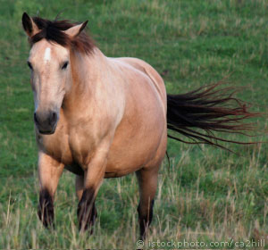 What Type Of Horse Are You?