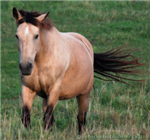 What Type Of Horse Are You?