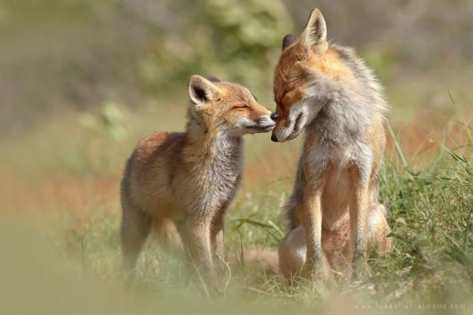 What Type Of Fox Are You?