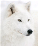 Wolf Choice