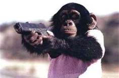 Luckymonkey Beta