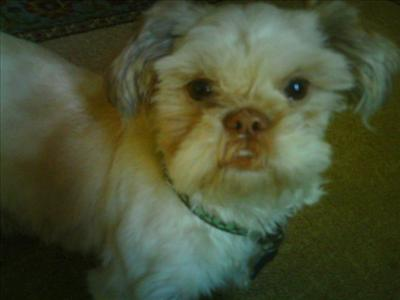 What Breed Of Dog Are You?