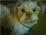 What Breed Of Dog Are You?