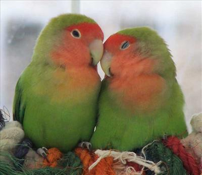 Love Test