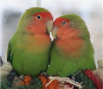 Love Test