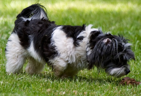 Hangi Köpek Seni Belirler
