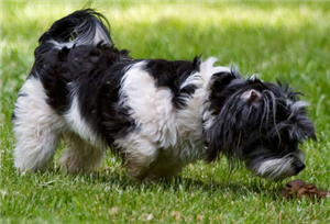 Hangi Köpek Seni Belirler