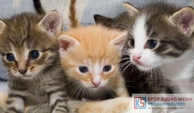 Kucing apa yang cocok untuk anda