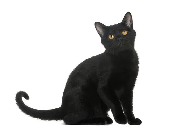Kucing bombay