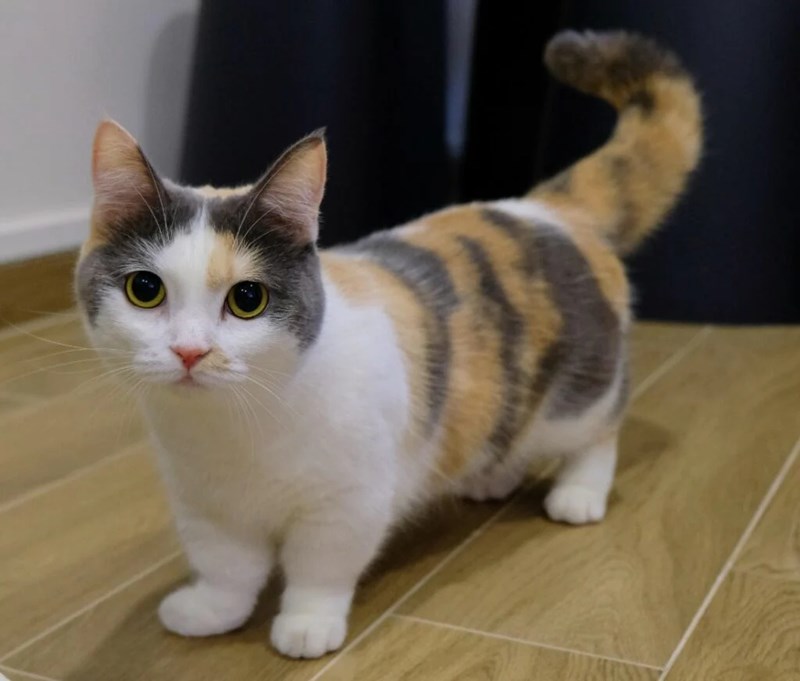 Kucing Munchkin 