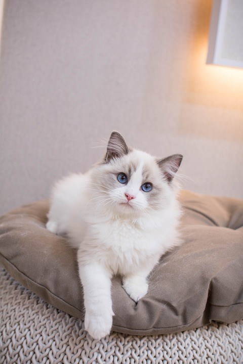 Kucing ragdoll