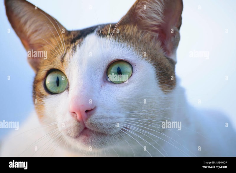 Kucing kampung 