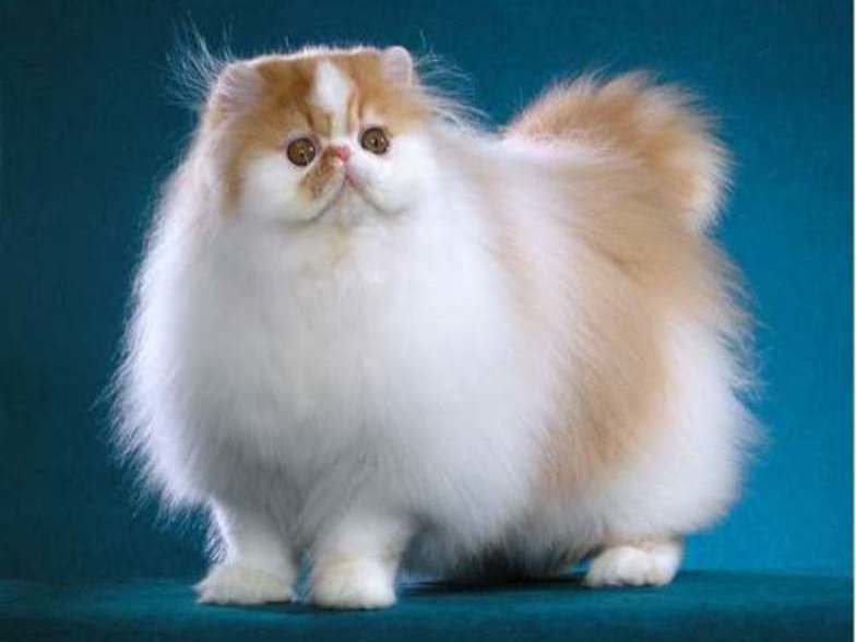 Kucing Persia 