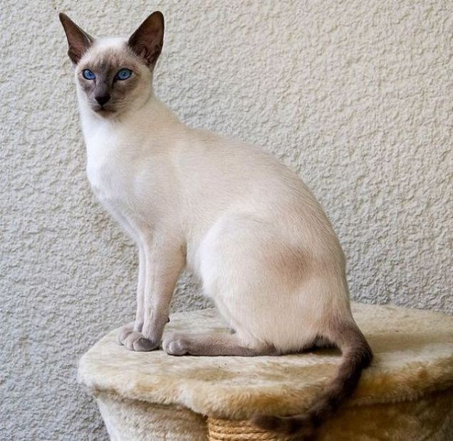 Kucing siam