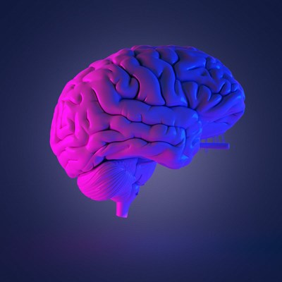 Test De Tu Cerebro Eres Tonto O Bueno