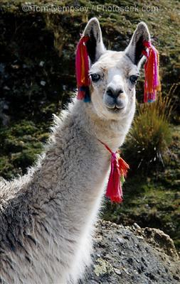 Llama Or Porsche?