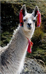 Llama Or Porsche?