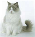 Which Kind Of Cat Are You